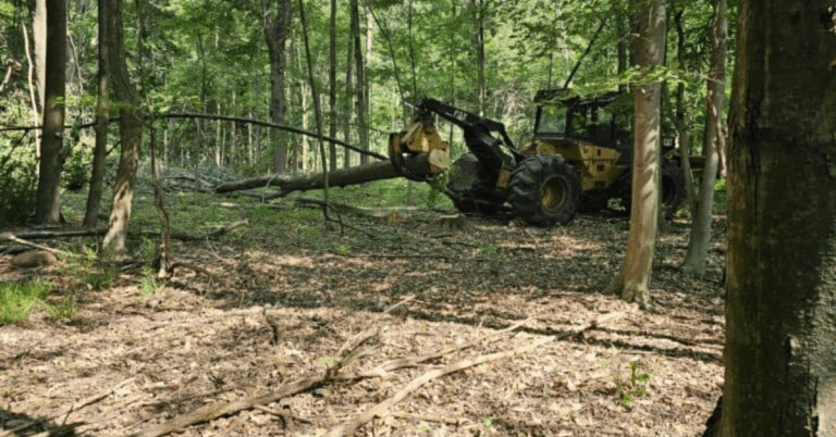 Tree Removal: Ensuring Safety and Enhancing Outdoor Spaces
